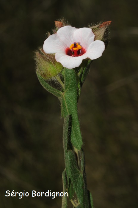 Pavonia reticulata