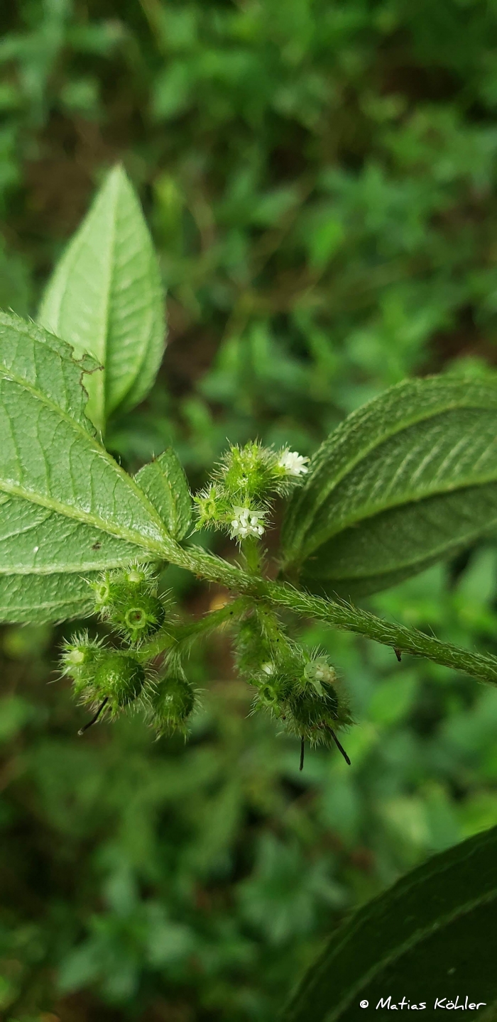 Leandra riograndensis