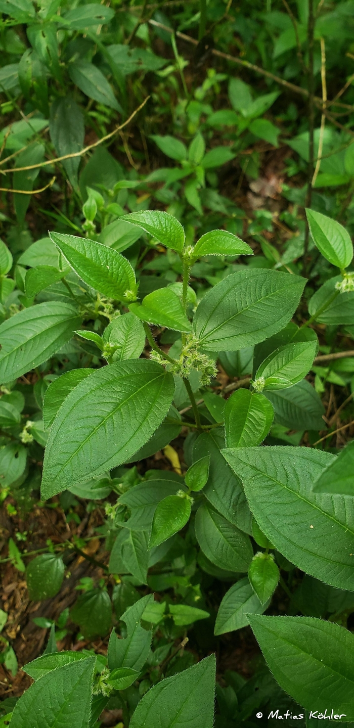 Leandra riograndensis