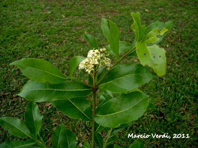 Cordia americana