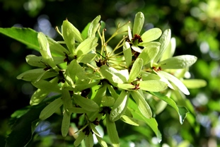 Cordia americana