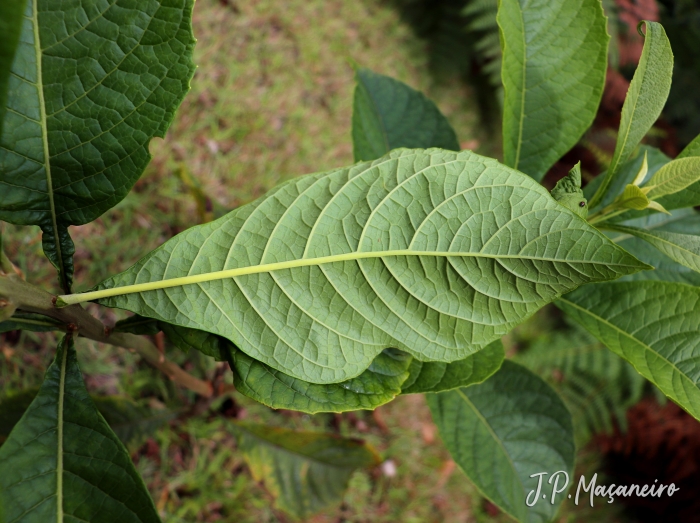 Aegiphila integrifolia