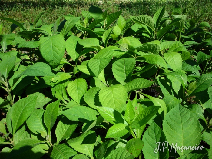 Aegiphila integrifolia