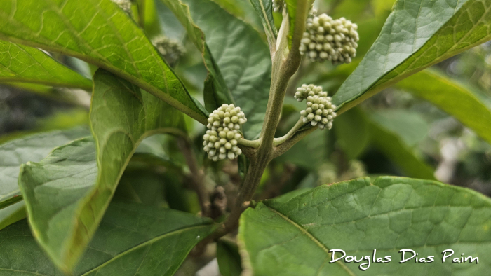 Aegiphila integrifolia