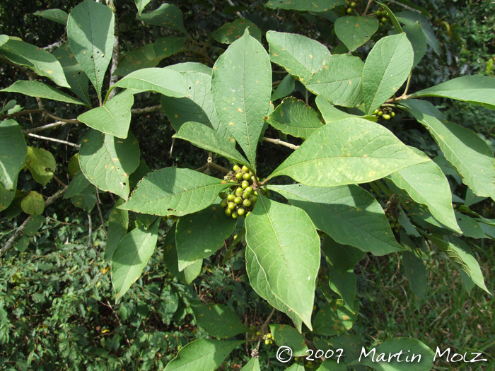 Aegiphila integrifolia