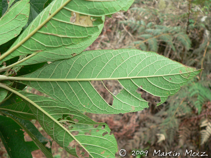 Aegiphila integrifolia