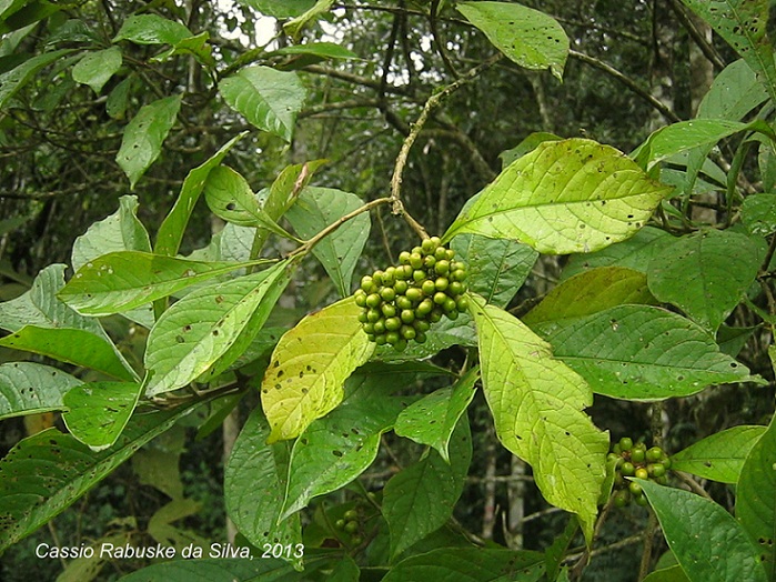 Aegiphila integrifolia