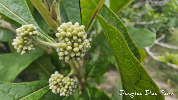 Aegiphila integrifolia