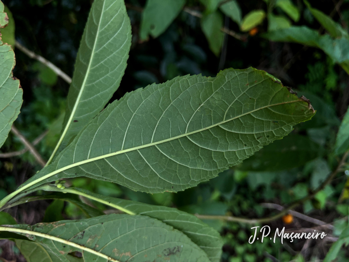 Aegiphila integrifolia