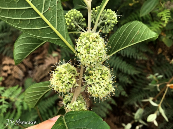 Aegiphila integrifolia