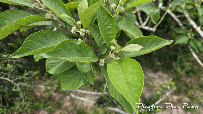 Aegiphila integrifolia