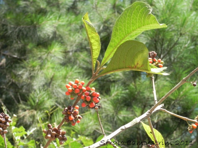 Aegiphila integrifolia