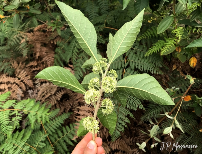 Aegiphila integrifolia