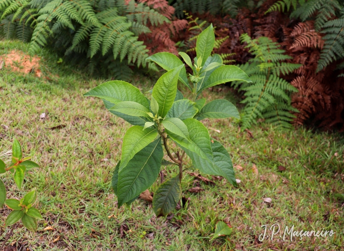 Aegiphila integrifolia