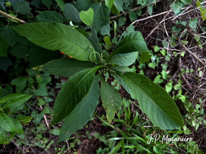 Aegiphila integrifolia