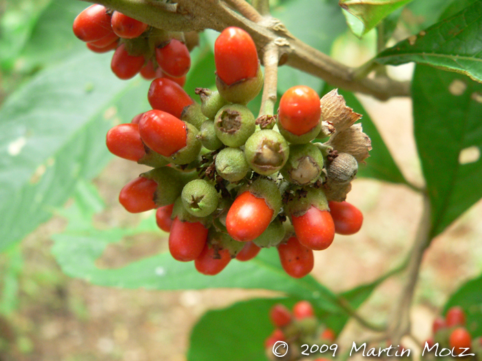 Aegiphila integrifolia