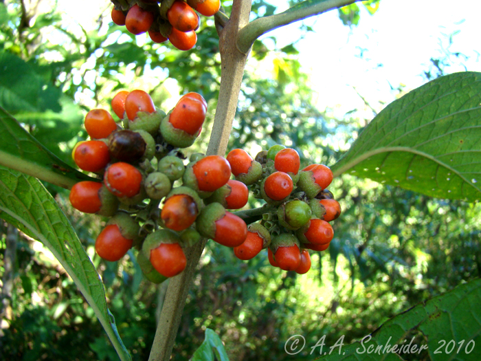 Aegiphila integrifolia