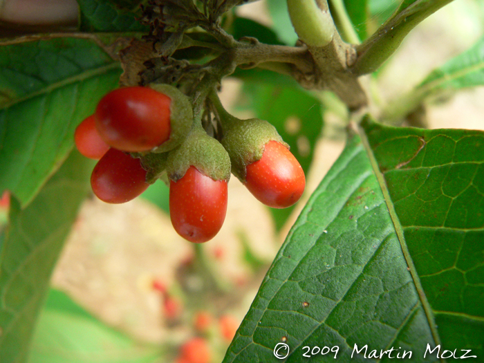 Aegiphila integrifolia