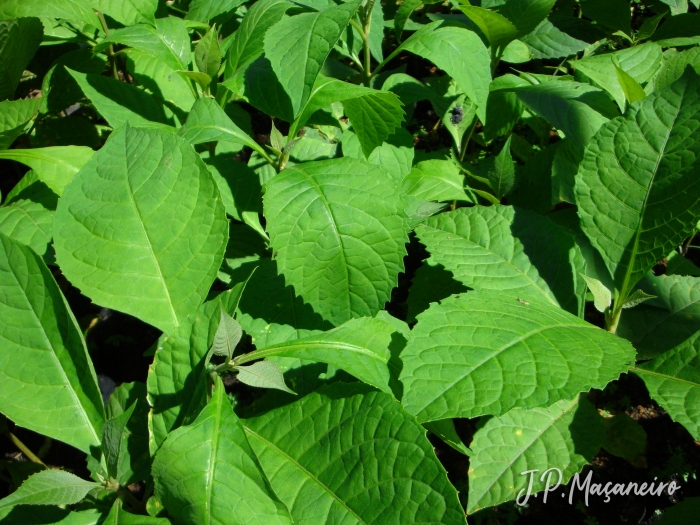 Aegiphila integrifolia