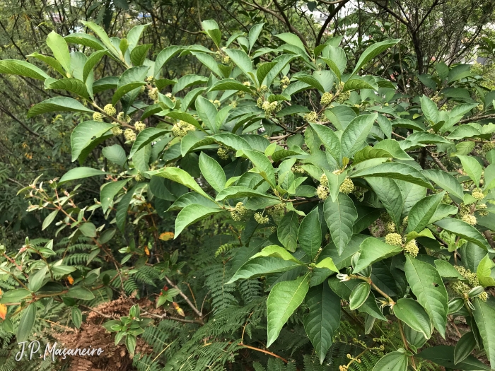 Aegiphila integrifolia