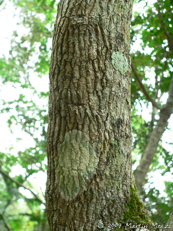 Aegiphila integrifolia