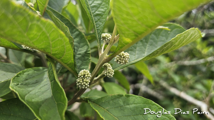 Aegiphila integrifolia