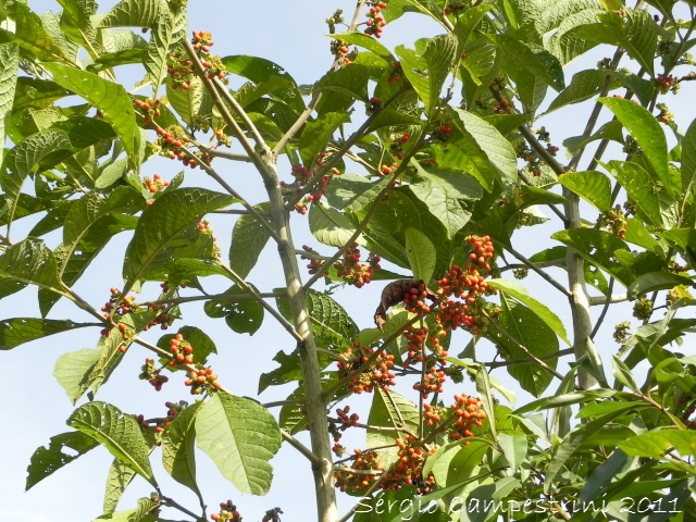 Aegiphila integrifolia