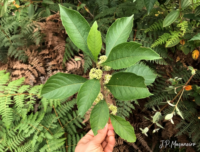 Aegiphila integrifolia