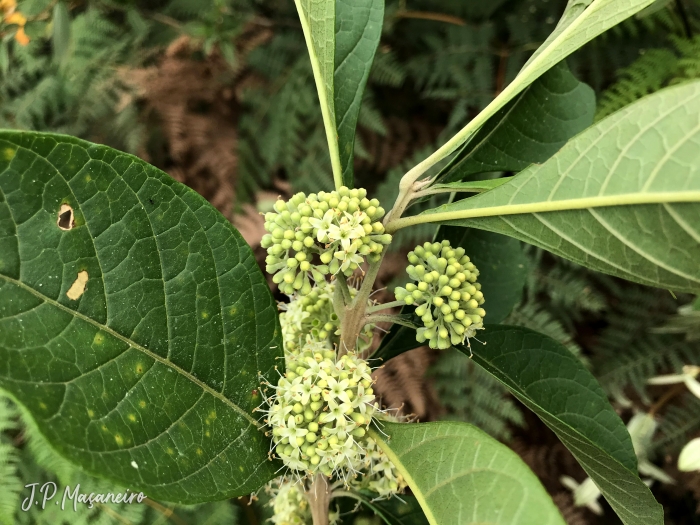 Aegiphila integrifolia