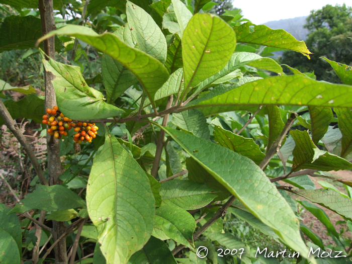 Aegiphila integrifolia