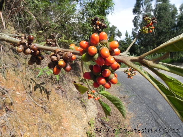 Aegiphila integrifolia