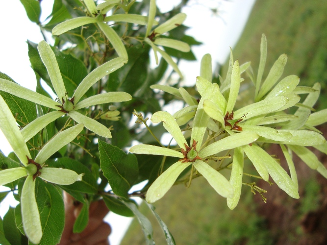 Cordia americana