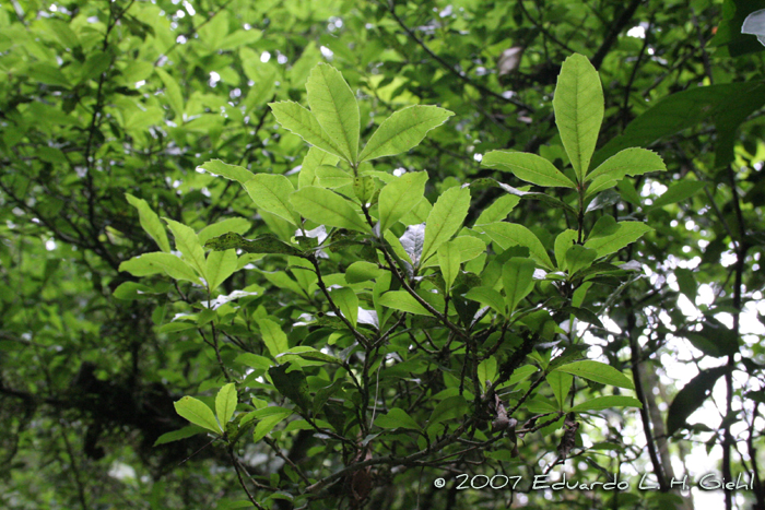 Cordia americana