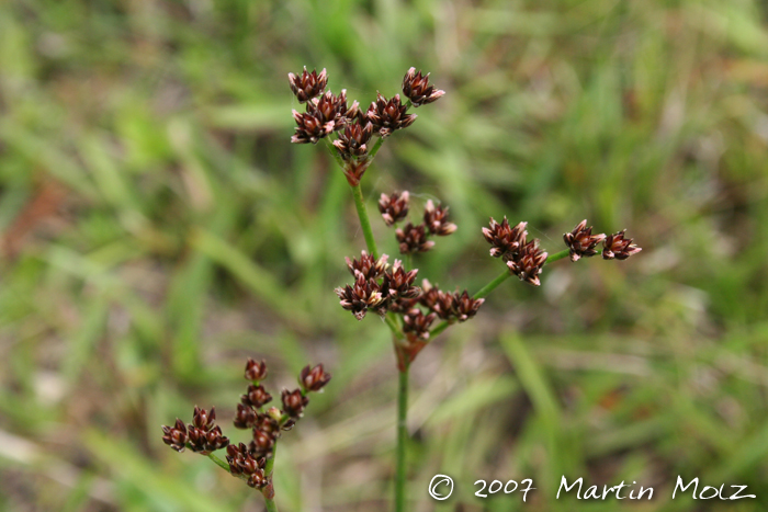 Juncus microcephalus