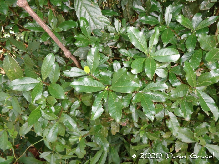 Cordia americana