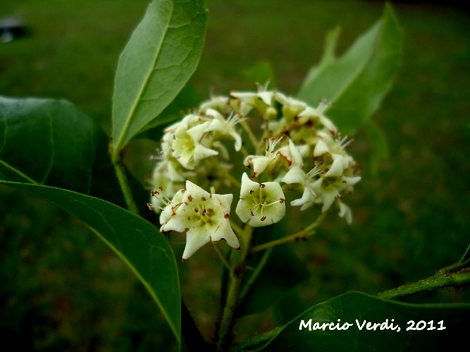 Cordia americana