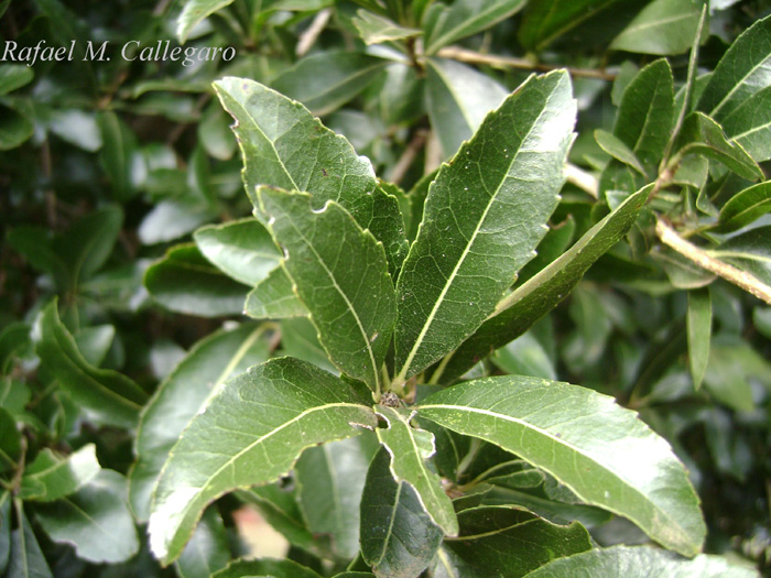 Cordia americana