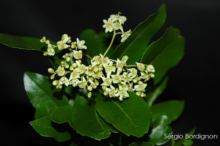 Cordia americana