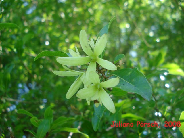 Cordia americana