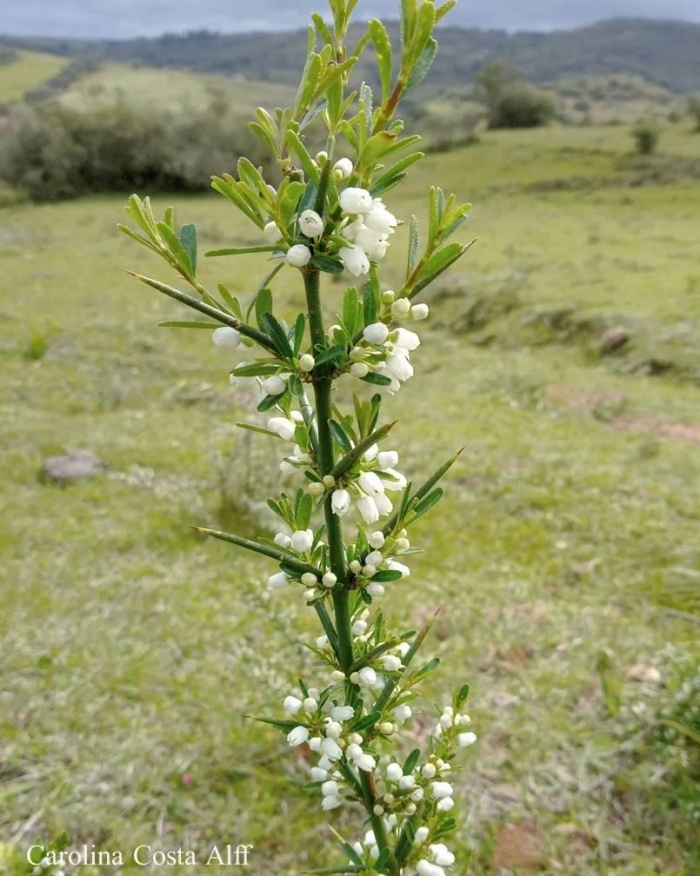 Discaria americana