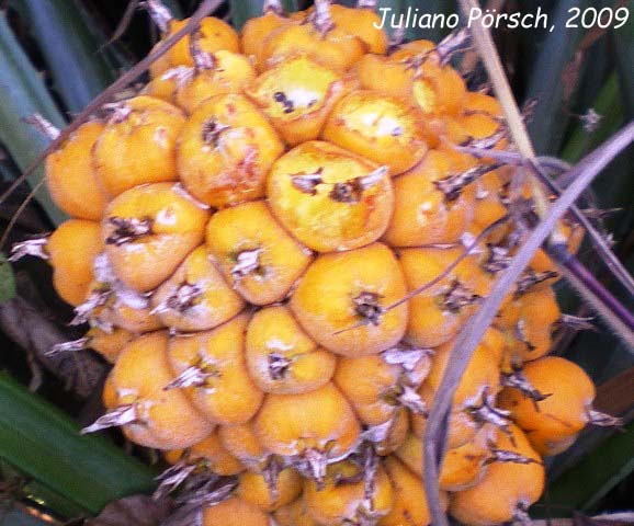 Bromelia balansae