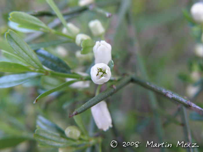 Discaria americana