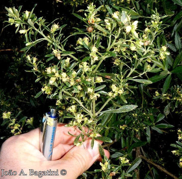 Baccharis dracunculifolia