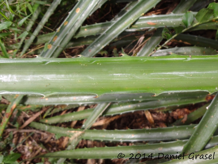 Bromelia balansae