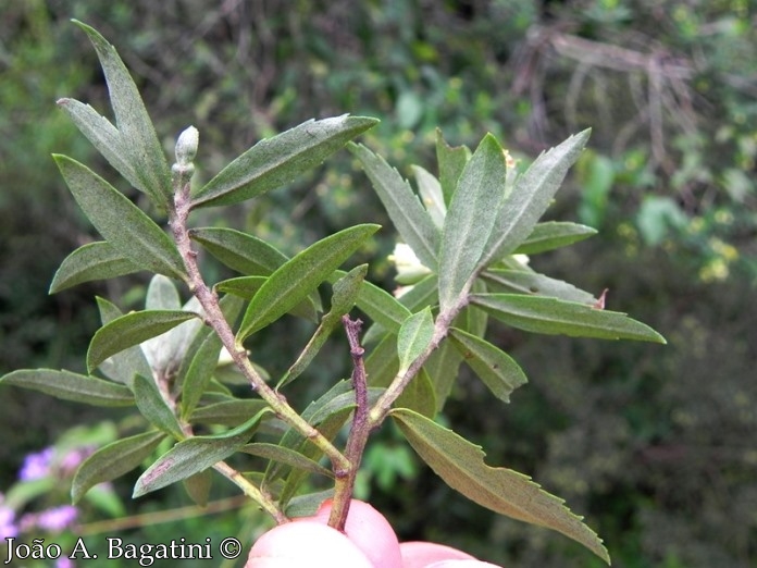 Baccharis dracunculifolia
