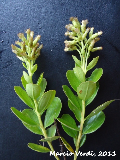 Baccharis illinita