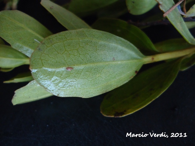 Baccharis illinita