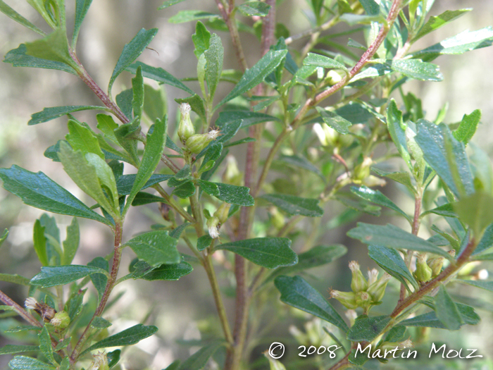 Baccharis tridentata