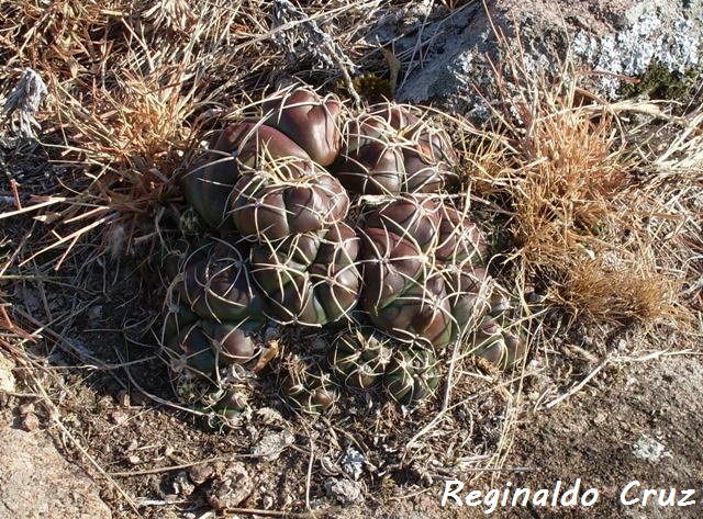 Gymnocalycium denudatum