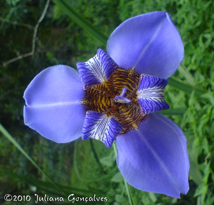 Neomarica caerulea